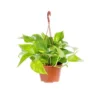 Pothos suspension. Le pot Ø 15 cm
