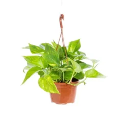 Pothos suspension. Le pot Ø 15 cm