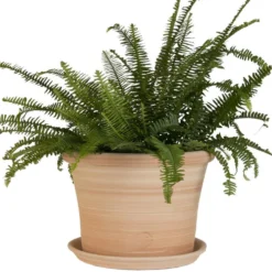 Pot rond Cocio Lisio en terre cuite claire – D30x H22