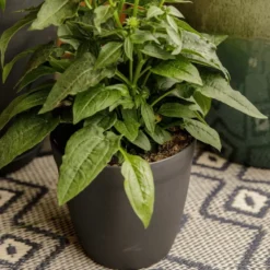 Pot rond lilo Poetic botanic® coloris gris en plastique recyclé 20,8 L - Ø 35 cm