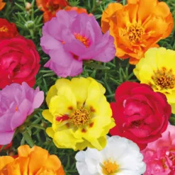 Pourpier a fleurs doubles en mélange - La barquette de 4 plants