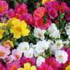 Pourpier a fleurs simples - La barquette de 4 plants