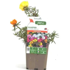 Pourpier à fleurs simples - Le pot de 9 x 9 cm