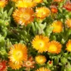 Pourpier vivace variété Wow orange wonder. Le pot de 2 L