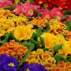 Primevère des jardins x 3 - La coupe en zinc de
