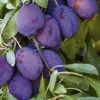 Prunier Quetsche d'Alsace coloris violet - 35 L