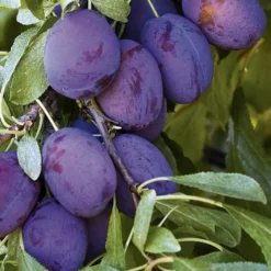 Prunier Quetsche d'Alsace coloris violet - 35 L