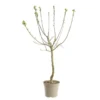 Prunier Quetsche D'Alsace. Le pot de 12 litres, forme gobelet