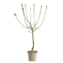 Prunier Quetsche D'Alsace. Le pot de 12 litres, forme gobelet