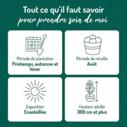 Prunier Quetsche D'Alsace. Le pot de 12 litres, forme gobelet