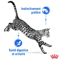 Pâtée pour chat d’intérieur stérilisé en gelée Royal Canin - 12 x 85 g