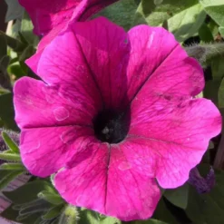 Pétunia retombant - Le pot de 1 litre
