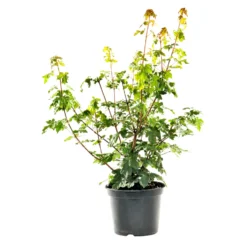 Érable champêtre vert. Le pot de 3 litres