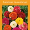 Renoncule en mélange botanic® - 12 bulbes