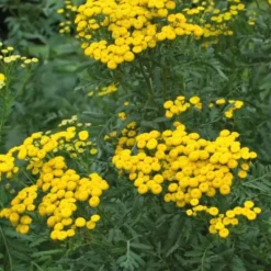 Repousse les insectes Bio - Le pot Biodégradable de 10.5 cm