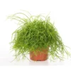 Rhipsalis cassutha