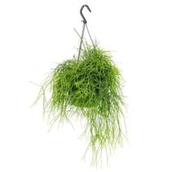 Rhipsalis Cassutha suspension Ø14xH40 cm