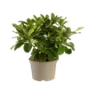 Rhododendron furnivals daughter rose en pot de 7,5 L
