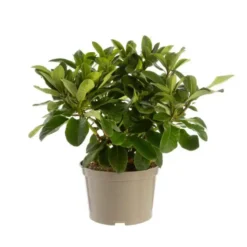 Rhododendron furnivals daughter rose en pot de 7,5 L