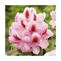Rhododendron furnivals daughter rose en pot de 7,5 L