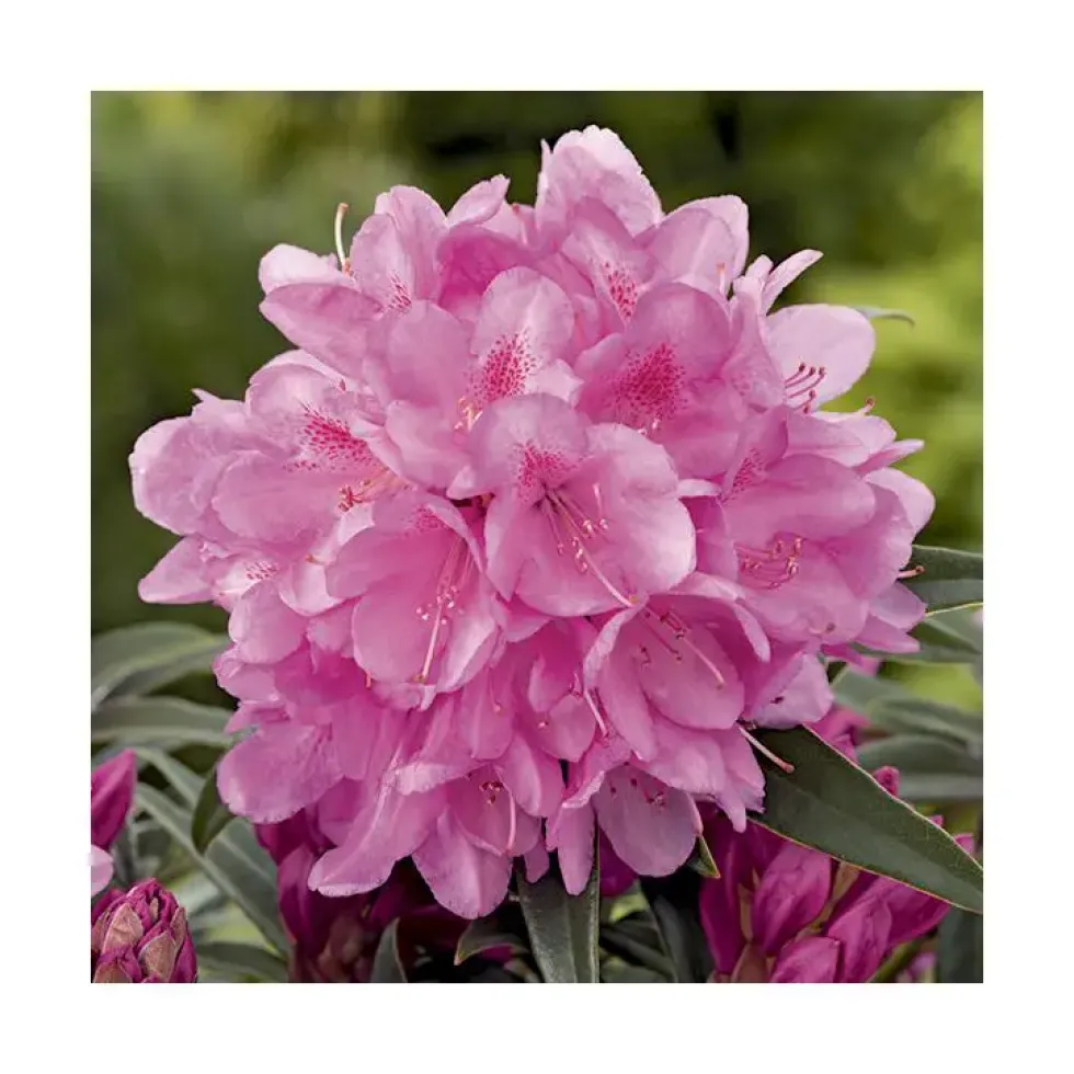 Rhododendron graziella rose en pot de 7,5 L