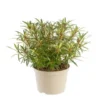 Rhododendron tortoiseshell orange en pot de 7,5 L