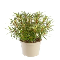 Rhododendron tortoiseshell orange en pot de 7,5 L