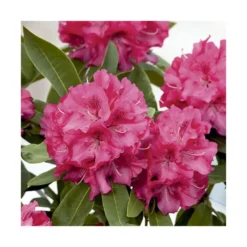 Rhododendron van wilgens rouge en pot de 7,5 L