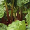 Rhubarbe Bio. Le pot de 1 litre