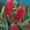 Rince bouteille (Callistemon Laevis). Le pot de 10 litres