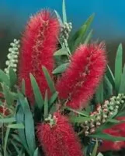 Rince bouteille (Callistemon Laevis). Le pot de 10 litres