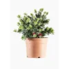 Rince bouteille Little John (Callistemon). Le pot de 3 litres