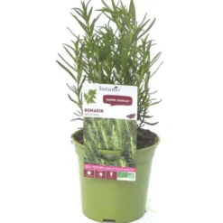 Romarin Officinal Bio. Le pot de 1 litre