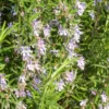 Romarin Rampant en pot de 5 L bleu