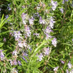 Romarin Rampant en pot de 5 L bleu