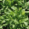 Roquette Sauvage Letizia Bio. La barquette de 12 plants