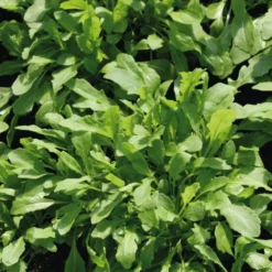 Roquette Sauvage Letizia Bio. La barquette de 12 plants