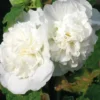 Rose Trémière blanche - Le pot de 9 x 9 cm
