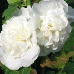 Rose Trémière blanche - Le pot de 9 x 9 cm