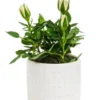 Rosier avec cache pot en céramique beige Ø 6 cm