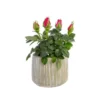 Rosier baby avec cache-pot Ø 6 cm