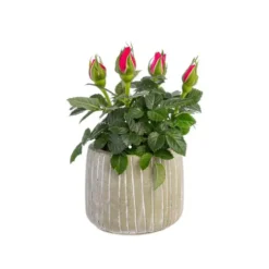 Rosier baby avec cache-pot Ø 6 cm