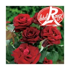 Rosier Bertrand Amoussou® Label Rouge en pot de 5L