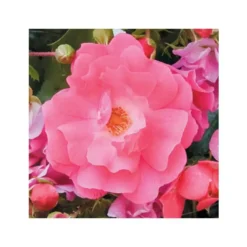 Rosier emera rose avec pot bleu de 5 L