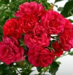 Rosier emera rose avec pot bleu de 5 L