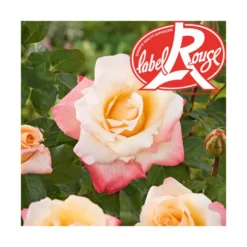 Rosier Laetitia Casta® Label Rouge en pot de 5L