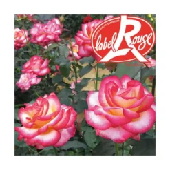 Rosier Léo Ferré® Label Rouge en pot de 5L