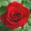 Rosier miniature. Le pot en terre cuite de 1 litre