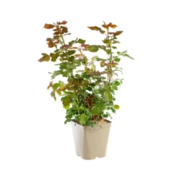 Rosier Parc de La Vanoise® Label Rouge en pot de 5L