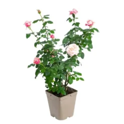 Rosier parfumé coloris rose Delbard® - 5 L